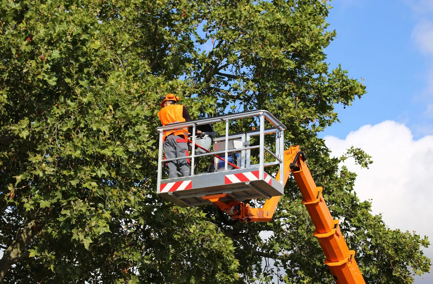 lift tree